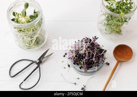 Cavolo rosso fresco, rafano rosso, girasoli, piselli verdi germogli in vasi di vetro e cucchiaio elegante, forbici su legno bianco. Coltivare i micrograni a casa. Di Foto Stock