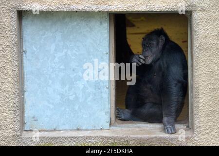 Liberec, Repubblica Ceca. 26 Marzo 2021. Lo scimpanzé guarda inutilmente i visitatori fuori dalla finestra in recinto allo Zoo Liberec nella Repubblica Ceca. Gli zoo nella Repubblica Ceca saranno chiusi al pubblico dal 9 ottobre 2020 fino a nuovo avviso. Credit: Slavek Ruta/ZUMA Wire/Alamy Live News Foto Stock