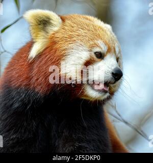 Ritratto di panda rosso (Ailurus fulgens) sul cielo blu sullo sfondo Foto Stock