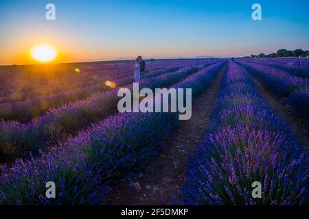 Coppia in un campo di lavanda al crepuscolo. Brihuega, provincia di Guadalajara, Castilla la Mancha, Spagna. Foto Stock