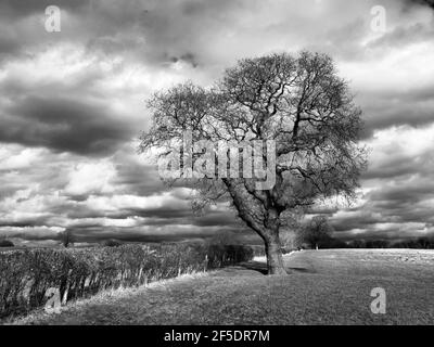 Querce lungo un sentiero pubblico con cielo nuvoloso dietro Vicino a Knaresborough, North Yorkshire, Inghilterra Foto Stock