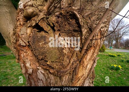 Scopo di potatura dell'albero, tecniche e sicurezza Foto Stock