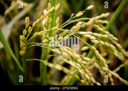 campo di raccolto con risone medio maturo e un colpo di closeup. Foto Stock