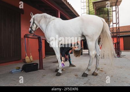 Giovane donna caucasica che pulisce e prepara un cavallo. Foto Stock