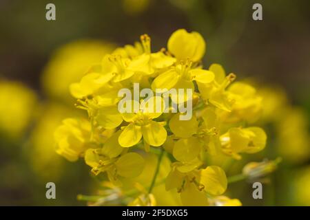 Primo piano di fiori di canola, Isehara City, Prefettura di Kanagawa, Giappone Foto Stock