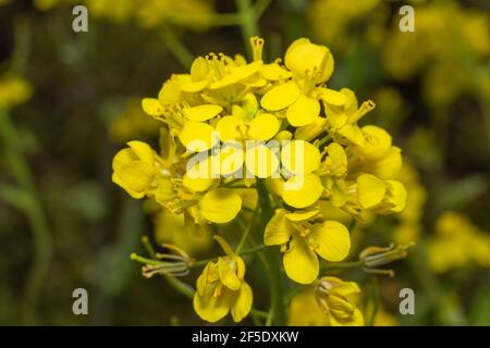 Primo piano di fiori di canola, Isehara City, Prefettura di Kanagawa, Giappone Foto Stock