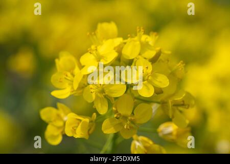 Primo piano di fiori di canola, Isehara City, Prefettura di Kanagawa, Giappone Foto Stock