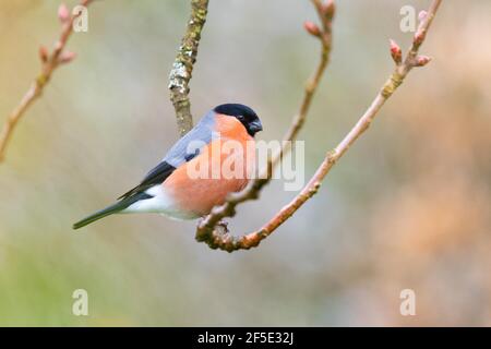 Bullfinch maschio (pirrhula pirrhula) in primavera - Scozia, UK Foto Stock