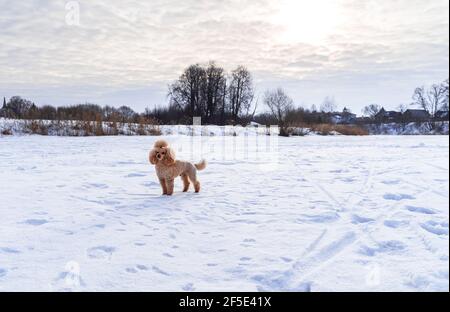 Carino piccolo cane d'oro che gioca nella neve all'aperto. Buona vacanza con la famiglia. Stile di vita familiare. Foto Stock