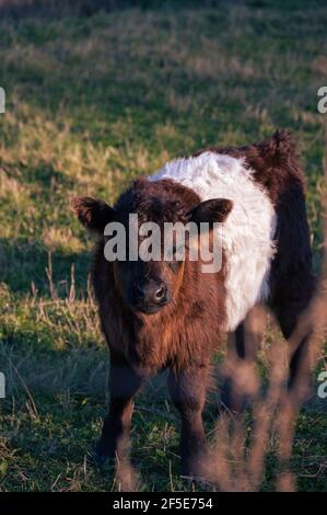 Una nuova vacca di vitello di galloway con cintura nata in piedi un pascolo durante il tramonto Foto Stock