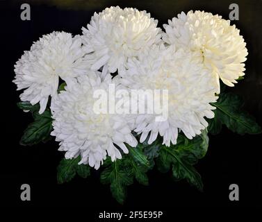 Vintage floreale design - bianco crisantemo fiori bouquet con foglie verdi primo piano, su sfondo nero. Biglietto d'auguri a qualsiasi ev festoso o festoso Foto Stock