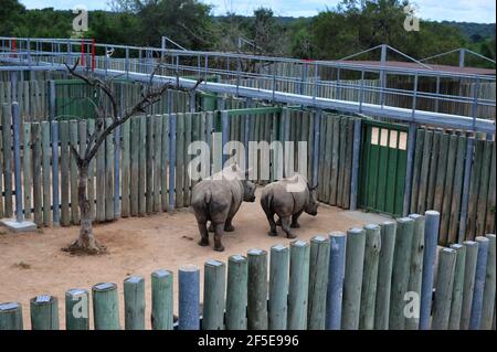 I vitelli rinoceronti orfani da bracconaggio sono curati da surrogati le mamme sono in una custodia sicura prima di essere rilasciate Nella natura selvaggia nel Kruger Foto Stock