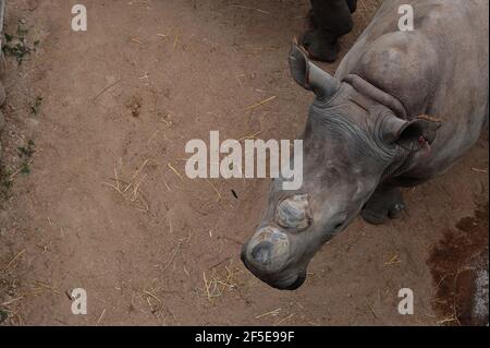 I vitelli rinoceronti orfani da bracconaggio sono curati da surrogati le mamme sono in una custodia sicura prima di essere rilasciate Nella natura selvaggia nel Kruger Foto Stock