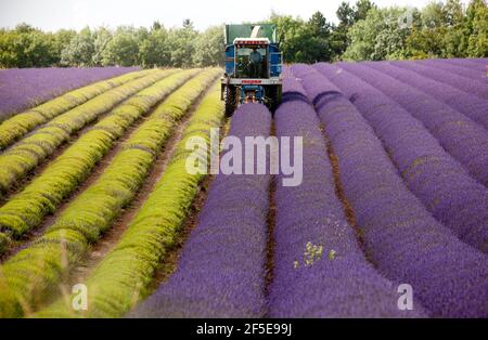 L'agricoltore Charlie Byrd raccoglie la lavanda nella sua fattoria di Snowshill, Gloucestershire. La raccolta annuale del raccolto profumato, che viene lavorato sul posto per estrarre l'olio, è determinata dal tempo - che richiede condizioni asciutte. Le condizioni temperamentali di quest'estate hanno costretto l'azienda al massimo raccolto durante i periodi di sole, con tutte le colture da raccogliere entro il venerdì. Foto di Adam Gasson Foto Stock