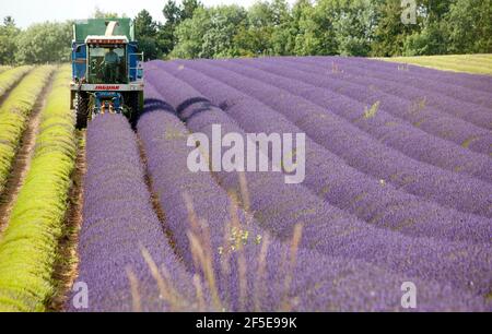 L'agricoltore Charlie Byrd raccoglie la lavanda nella sua fattoria di Snowshill, Gloucestershire. La raccolta annuale del raccolto profumato, che viene lavorato sul posto per estrarre l'olio, è determinata dal tempo - che richiede condizioni asciutte. Le condizioni temperamentali di quest'estate hanno costretto l'azienda al massimo raccolto durante i periodi di sole, con tutte le colture da raccogliere entro il venerdì. Foto di Adam Gasson Foto Stock