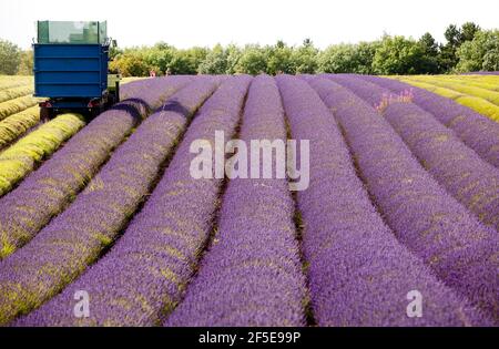 L'agricoltore Charlie Byrd raccoglie la lavanda nella sua fattoria di Snowshill, Gloucestershire. La raccolta annuale del raccolto profumato, che viene lavorato sul posto per estrarre l'olio, è determinata dal tempo - che richiede condizioni asciutte. Le condizioni temperamentali di quest'estate hanno costretto l'azienda al massimo raccolto durante i periodi di sole, con tutte le colture da raccogliere entro il venerdì. Foto di Adam Gasson Foto Stock