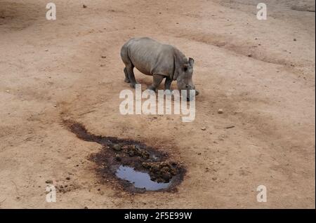 I vitelli rinoceronti orfani da bracconaggio sono curati da surrogati le mamme sono in una custodia sicura prima di essere rilasciate Nella natura selvaggia nel Kruger Foto Stock