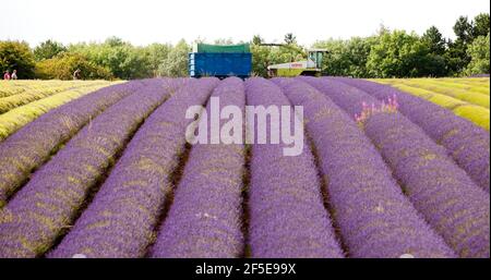 L'agricoltore Charlie Byrd raccoglie la lavanda nella sua fattoria di Snowshill, Gloucestershire. La raccolta annuale del raccolto profumato, che viene lavorato sul posto per estrarre l'olio, è determinata dal tempo - che richiede condizioni asciutte. Le condizioni temperamentali di quest'estate hanno costretto l'azienda al massimo raccolto durante i periodi di sole, con tutte le colture da raccogliere entro il venerdì. Foto di Adam Gasson Foto Stock