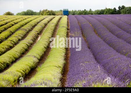 L'agricoltore Charlie Byrd raccoglie la lavanda nella sua fattoria di Snowshill, Gloucestershire. La raccolta annuale del raccolto profumato, che viene lavorato sul posto per estrarre l'olio, è determinata dal tempo - che richiede condizioni asciutte. Le condizioni temperamentali di quest'estate hanno costretto l'azienda al massimo raccolto durante i periodi di sole, con tutte le colture da raccogliere entro il venerdì. Foto di Adam Gasson Foto Stock