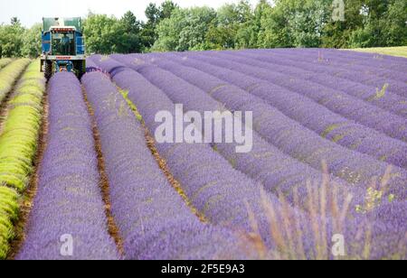 L'agricoltore Charlie Byrd raccoglie la lavanda nella sua fattoria di Snowshill, Gloucestershire. La raccolta annuale del raccolto profumato, che viene lavorato sul posto per estrarre l'olio, è determinata dal tempo - che richiede condizioni asciutte. Le condizioni temperamentali di quest'estate hanno costretto l'azienda al massimo raccolto durante i periodi di sole, con tutte le colture da raccogliere entro il venerdì. Foto di Adam Gasson Foto Stock