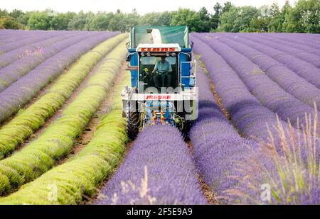 L'agricoltore Charlie Byrd raccoglie la lavanda nella sua fattoria di Snowshill, Gloucestershire. La raccolta annuale del raccolto profumato, che viene lavorato sul posto per estrarre l'olio, è determinata dal tempo - che richiede condizioni asciutte. Le condizioni temperamentali di quest'estate hanno costretto l'azienda al massimo raccolto durante i periodi di sole, con tutte le colture da raccogliere entro il venerdì. Foto di Adam Gasson Foto Stock