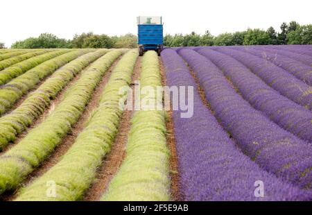 L'agricoltore Charlie Byrd raccoglie la lavanda nella sua fattoria di Snowshill, Gloucestershire. La raccolta annuale del raccolto profumato, che viene lavorato sul posto per estrarre l'olio, è determinata dal tempo - che richiede condizioni asciutte. Le condizioni temperamentali di quest'estate hanno costretto l'azienda al massimo raccolto durante i periodi di sole, con tutte le colture da raccogliere entro il venerdì. Foto di Adam Gasson Foto Stock
