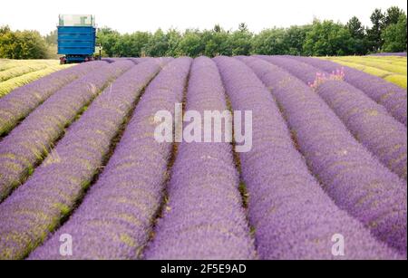L'agricoltore Charlie Byrd raccoglie la lavanda nella sua fattoria di Snowshill, Gloucestershire. La raccolta annuale del raccolto profumato, che viene lavorato sul posto per estrarre il suo olio, è determinata dal tempo - che richiede condizioni asciutte. Le condizioni temperamentali di quest'estate hanno costretto l'azienda al massimo raccolto durante i periodi di sole, con tutte le colture da raccogliere entro il venerdì. Foto Stock