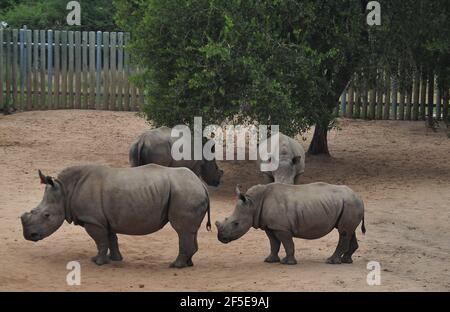 I vitelli rinoceronti orfani da bracconaggio sono curati da surrogati le mamme sono in una custodia sicura prima di essere rilasciate Nella natura selvaggia nel Kruger Foto Stock