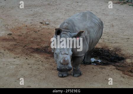 I vitelli rinoceronti orfani da bracconaggio sono curati da surrogati le mamme sono in una custodia sicura prima di essere rilasciate Nella natura selvaggia nel Kruger Foto Stock