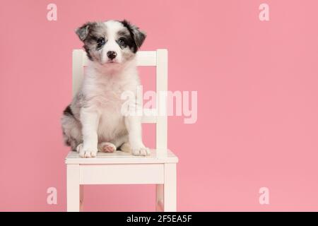 Cute blu merle bordo collie cucciolo seduta su un bianco sedia di legno su uno sfondo rosa guardando la fotocamera Foto Stock