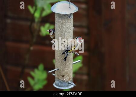 Carduelis (carduelis carduelis) su un alimentatore di semi di girasole a prova di scoiattolo in un giardino. Spesso visto in coppia; Henley-on-Thames, Oxfordshire, Regno Unito Foto Stock