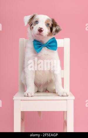 Carino cucciolo di collie di bordo seduto su una sedia di legno bianca su uno sfondo rosa che indossa una cravatta blu alla fotocamera Foto Stock