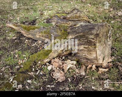 Bellissimo vecchio ceppo di alberi coperto di muschio nella foresta. Foto Stock