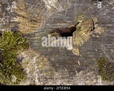 Primo piano di un vecchio ceppo di alberi. Sezione trasversale dell'albero - sfondo testurizzato. Foto Stock