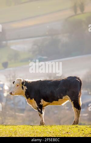 Mucca frisiana bianca e nera su una collina nelle Chiltern Hills vicino a Pishill con la bella Stonor Valley oltre; Pishill, Stonor, Oxfordshire, Regno Unito Foto Stock