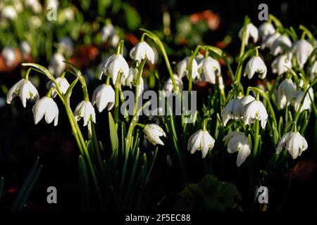 Alcuni dei famosi racchini da neve della chiesa di St. Botolph, Swyncombe, molto frequentati dai visitatori a febbraio; Swyncombe, Ewelme, Oxon, Regno Unito Foto Stock