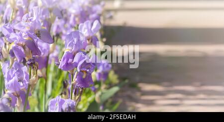 Iris viola fioriscono da vicino nel giardino. Sfondo floreale primavera atmosferica. Banner solare con spazio di copia. Delicate e delicate iris adornano il cit Foto Stock