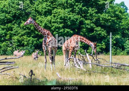 Sparato da parte di due giraffe che camminano e guardando i lati differenti nello spazio aperto. Foto Stock