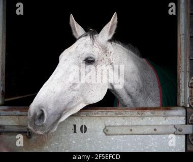 Il vincitore nazionale Neptune Collonge alle scuderie Paul Nicholls di Ditcheat, Somerset. 22 aprile 2012. Foto di Adam Gasson. Foto Stock