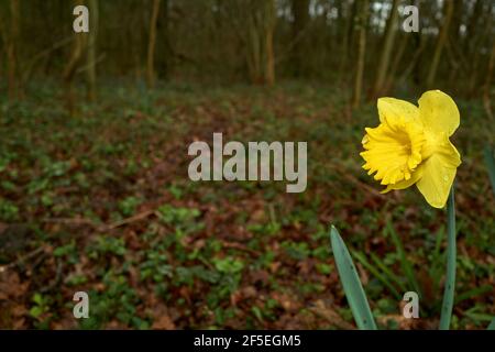 Fiore solitario di daffodil in un bosco. Foto Stock