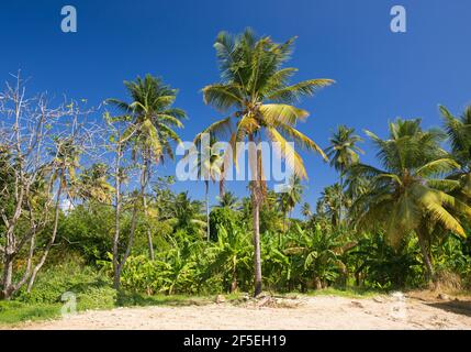 Dennery, Santa Lucia. Piantagione di banane tra torreggianti palme da cocco. Foto Stock