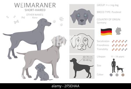 Weimaraner posa, colori cappotto set. Illustrazione vettoriale Illustrazione Vettoriale