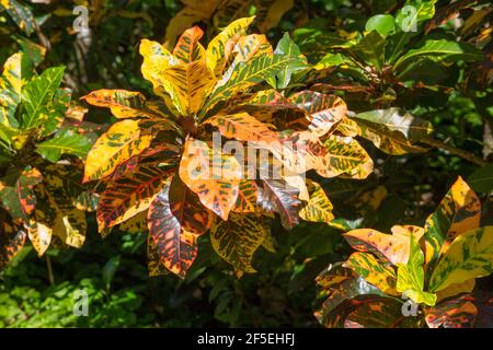 Mon Repos, Micoud, St Lucia. Fogliame colorato di un crotone giardino, Codiaeum variegatum, nei Giardini Botanici di Mamiku. Foto Stock