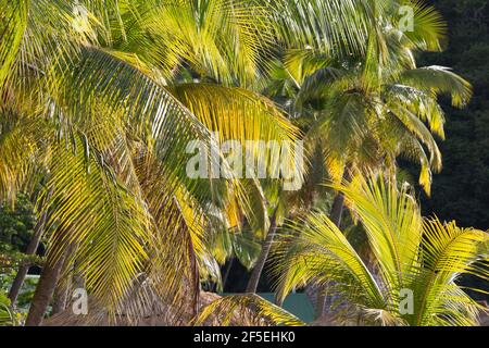 Soufriere, Santa Lucia. Fronte di palme da cocco retroilluminate al tramonto, Anse Chastanet. Foto Stock