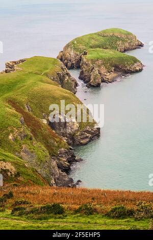 Vista dal sentiero della costa di Ceredigion sul lato est degli aspri affioramenti della penisola di Lochtyn delle rocce di Ordovico; Llangrannog, Ceredigion, Galles, Regno Unito Foto Stock