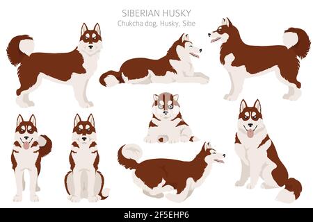 Pose di Husky siberiano, set di colori del cappotto. Illustrazione vettoriale Illustrazione Vettoriale