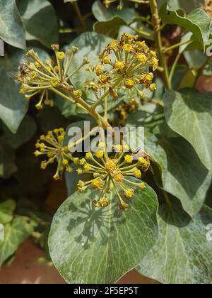 Bella fioritura Ivy fiore nella serra primo piano natura sfondo Foto Stock