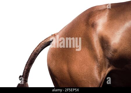 Astratto arte del cavallo i9n galoppo completo nel concorso Foto Stock