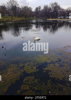 Un cigno solano nuota sullo sfondo del lago natura Foto Stock