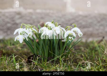 Snowdrop o racchette da neve comune (Galanthus nivalis) flowers.Snowdrops dopo che la neve si è fusa. Nella foresta nella natura selvaggia in primavera nevicate bloom.Macro Foto Stock